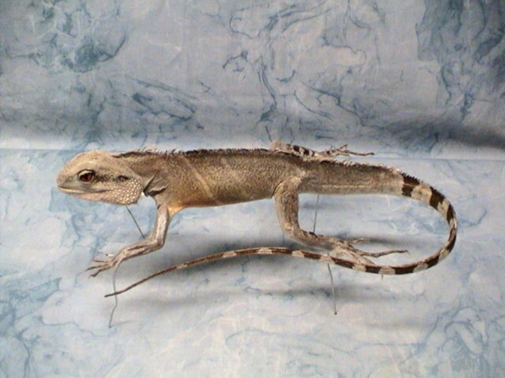 http://www.edgewatertaxidermy.com/images/010_10.JPG