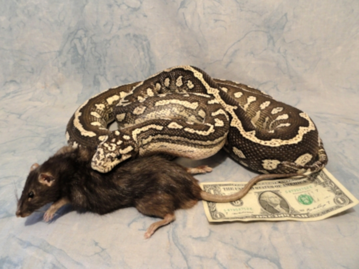 African Rock Python Taxidermy