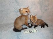 Baby Fox