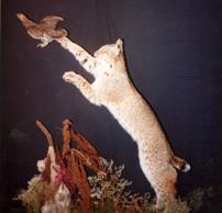 Bobcat