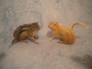 Chipmunks