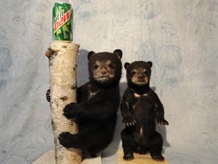 Bear Cubs