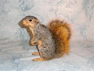 Squirrel