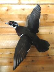 Wood Duck