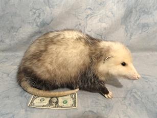Opossum