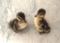 Ducklings