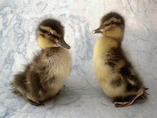 Ducklings