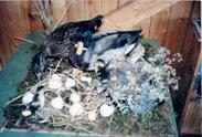 Mallards