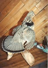Grouse