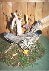 Grouse