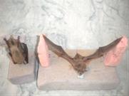 Hanging Bat and Flying Bat