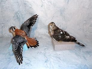 Hawks