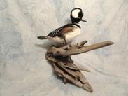 Hooded Merganser
