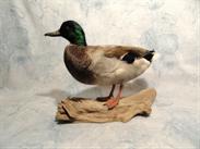Mallard