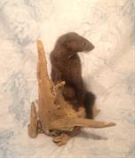 Mink