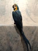 Parrot