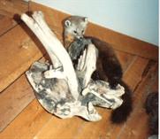 Pine Martin