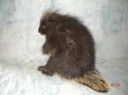 Porcupine