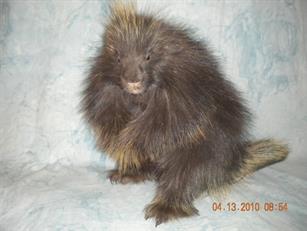 Porcupine