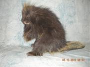 Porcupine