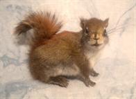 Red Squirrel