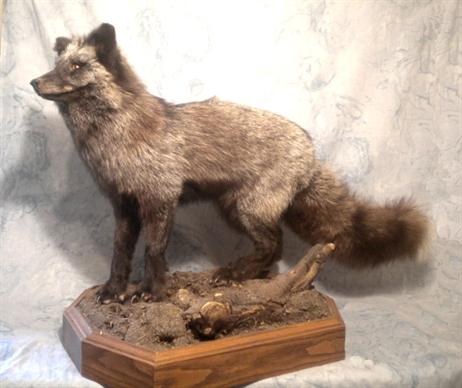 Silver Fox2