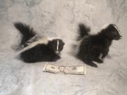Skunks