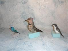 Song Birds