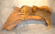 Squirrel