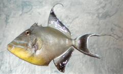 Tropical Fish