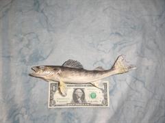 Walleye