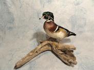 Wood Duck