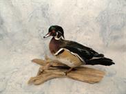 Wood Duck